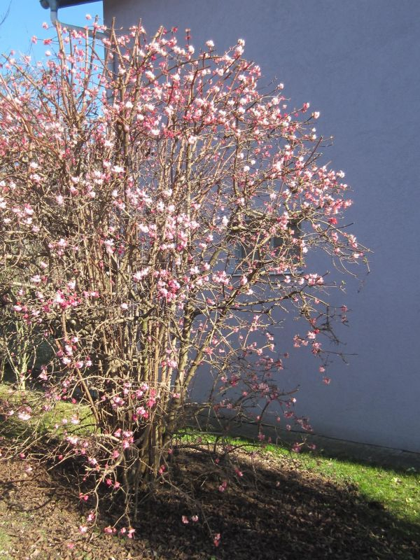 Unbekannter Strauch