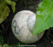Weinbergschnecke