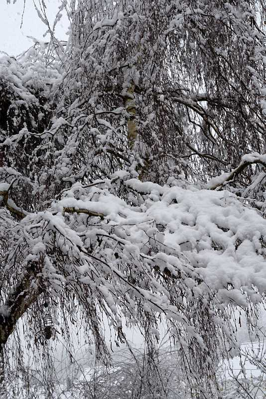 Märzschnee1 Tellerbirke