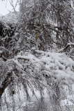 Märzschnee1 Tellerbirke