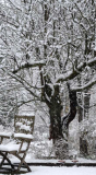 Märzschnee2 Pflaume