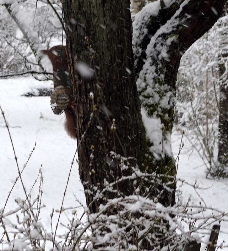 Märzschnee3 Besuch