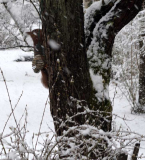 Märzschnee3 Besuch