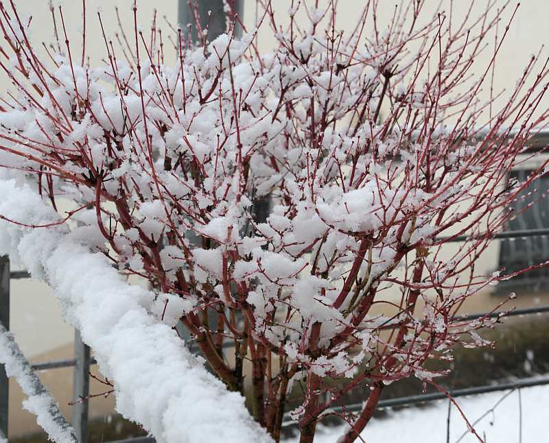 Märzschnee4 Acer palmatum Eddisbury