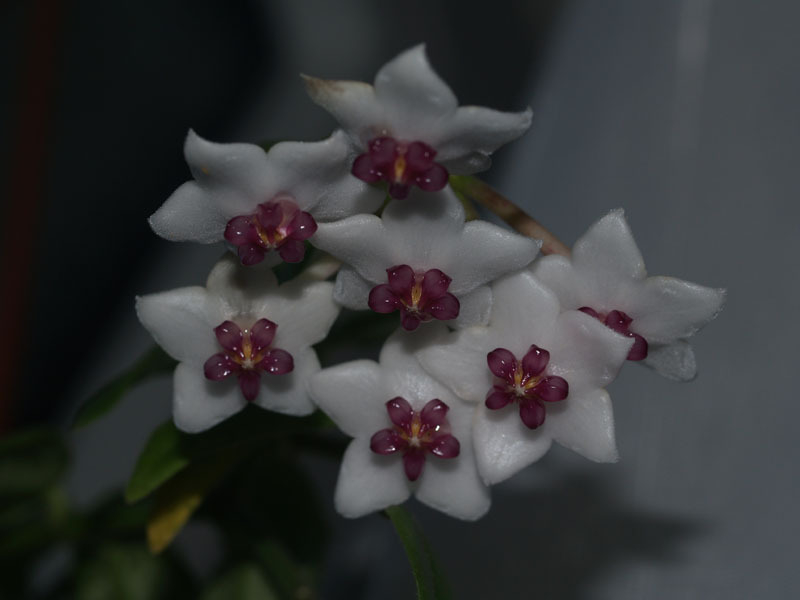 Hoya bella