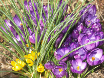 Krokusse