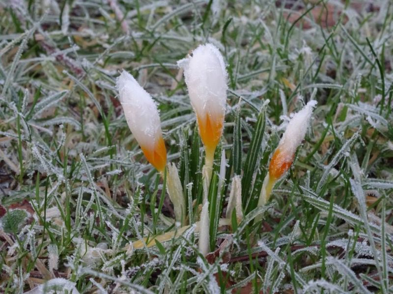 Krokusse mit Raureif
