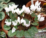 Cyclamen intaminatum
