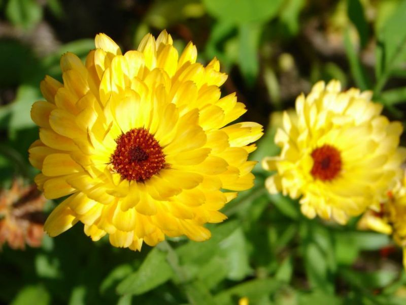 Ringelblume Nahaufnahme