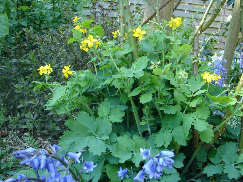 Schöllkraut