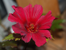 Hibiscus eetveldeanus. 'Mahagony Splendor'