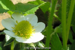 Erdbeerblüte