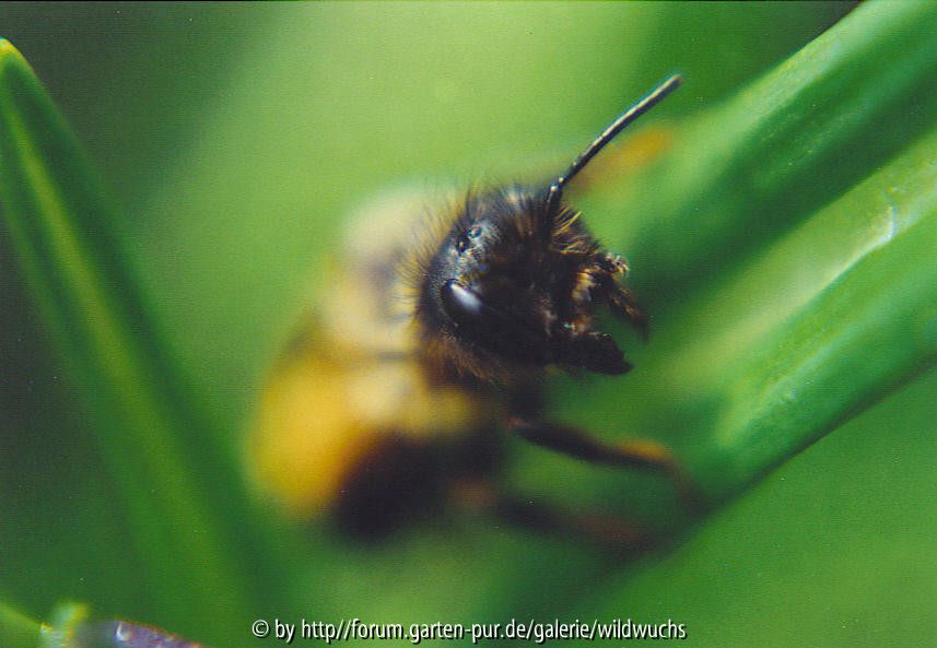 Biene_nur_mit_macro