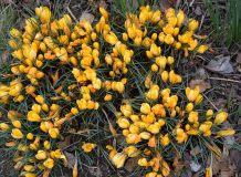 Crocus flavus