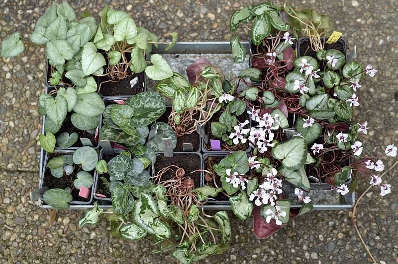 Cyclamen Bravenboer