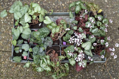 Cyclamen Bravenboer