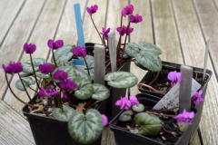 Cyclamen Marianne und Rubrum