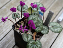 Cyclamen Marianne