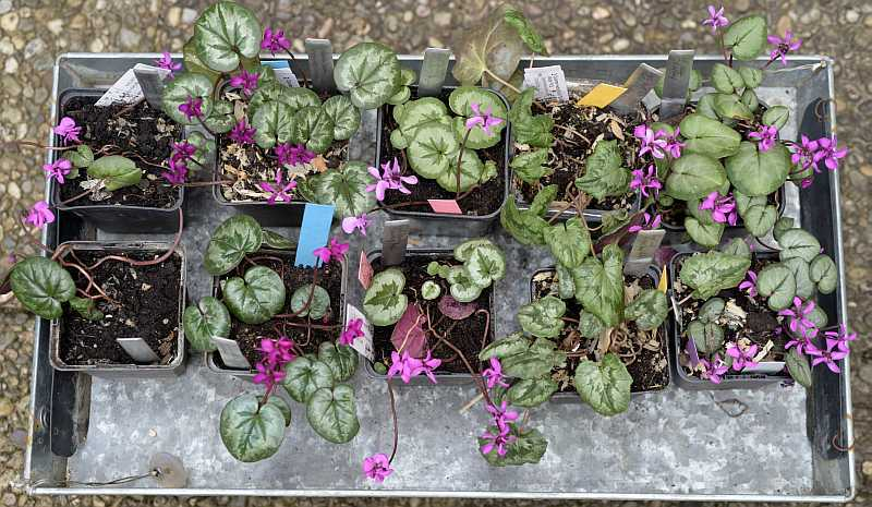 Cyclamen Stade