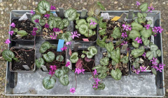 Cyclamen Stade