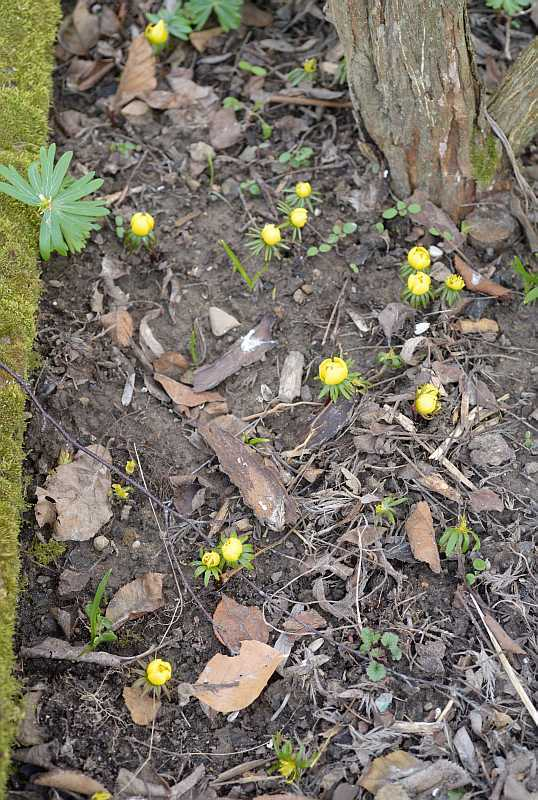 Eranthis Kindershow1