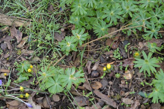 Eranthis Kindershow2