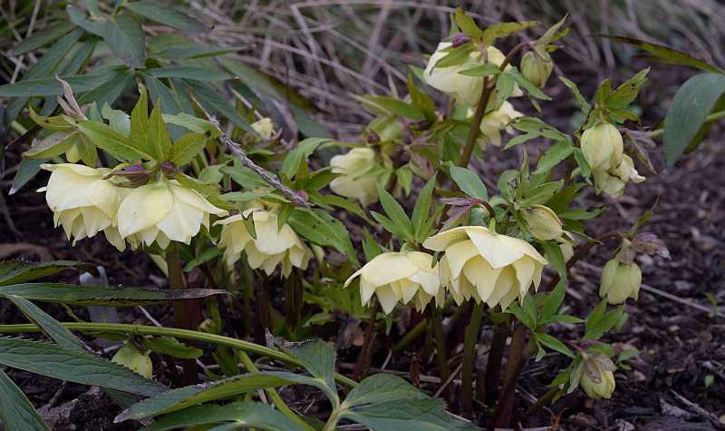 Helli Primrose double