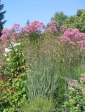 Panicum 'Heavy Metal' vor Eupatoruium fi