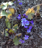 Hepatica 'De Buis'