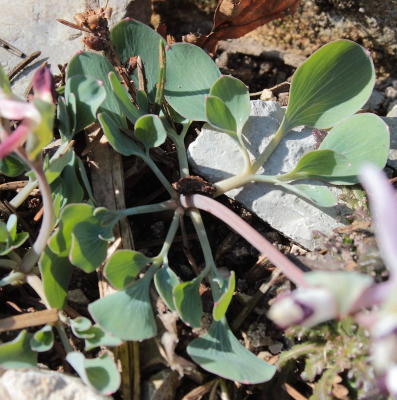 Corydalis popovii