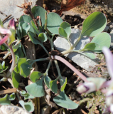 Corydalis popovii