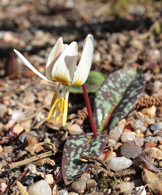 Erythronium caucasicum