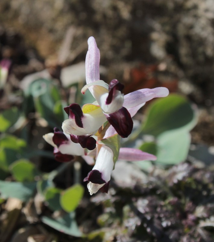 Corydalis popovii