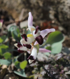 Corydalis popovii