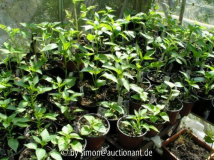 Chilifarm 23.04.05