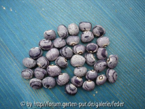 Cranberry Flieder