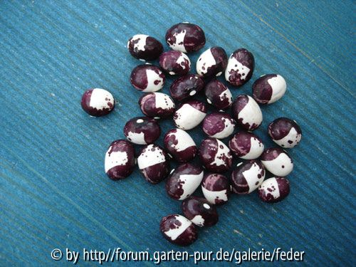 Pea Bean IncA