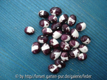 Pea Bean IncA