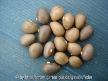 Südamerikanische Gelbe