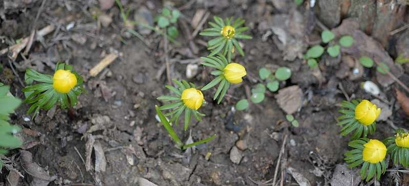 01 Eranthisbabys