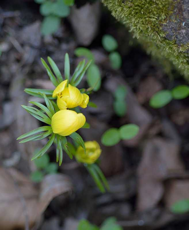 03 Eranthisbabys