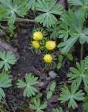 05 Eranthisbabys