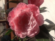 Camellia Nuccio's Cameo