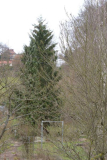 Fichtenduo, Blick vom 1. Stock