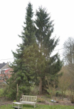 Fichtenduo, Wiesen-Blick