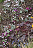 2016-03-24 Cyclamen und Heuchera