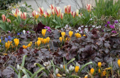 2016-03-24 Cyclamen und Tulpen