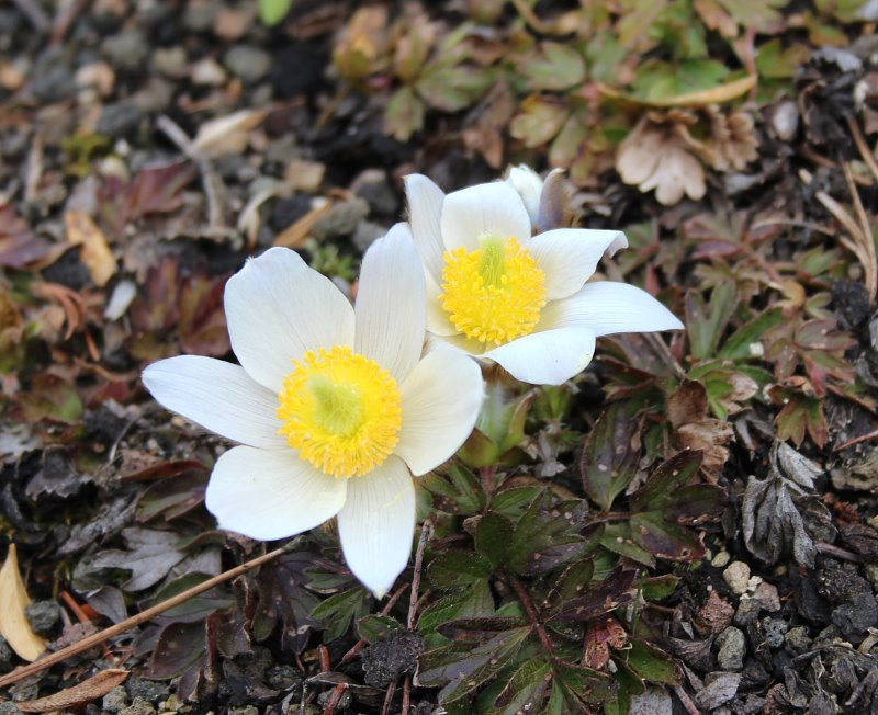 Pulsatilla vernalis