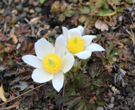 Pulsatilla vernalis
