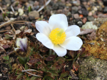 Pulsatilla vernalis